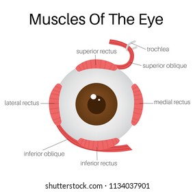 ciliary muscle Images, Stock Photos & Vectors | Shutterstock