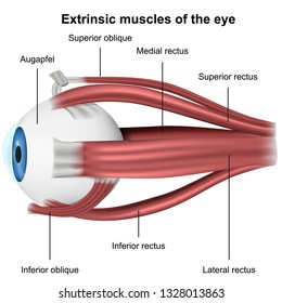 Muscles of the eye, 3d medical vector illustration on white background