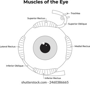 Muscles of The Eye Science Outline Design Illustration Diagram