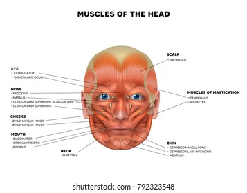 Muscles of the face and the name of each muscle, detailed bright anatomy isolated on a white background