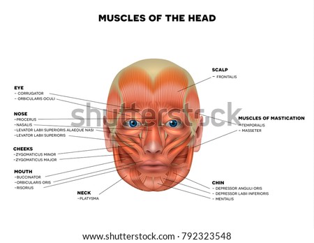 Muscles of the face and the name of each muscle, detailed bright anatomy isolated on a white background