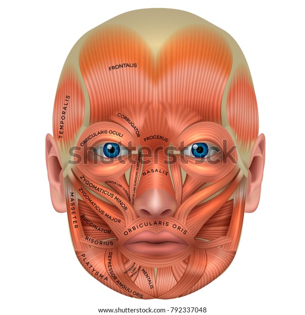 白い背景に顔の筋肉と各筋肉の名前 詳細な明るい解剖学 のベクター画像素材 ロイヤリティフリー