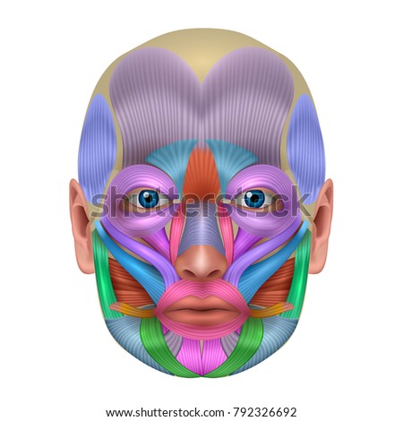 Muscles of the face structure, each muscle pair illustrated a bright color, detailed anatomy isolated on a white background