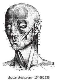 Muscles of the face, vintage engraved illustration. Usual Medicine Dictionary - Paul Labarthe - 1885.