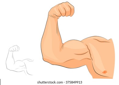 the muscles of the hand, anatomy