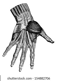 Muscles of the hand (superficial layer), vintage engraved illustration. Usual Medicine Dictionary - Paul Labarthe - 1885.