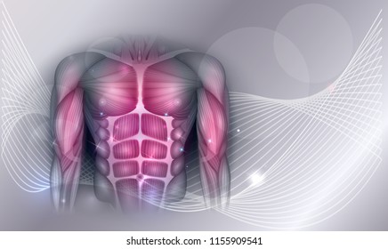 Muscles of the human body, abdomen, chest and arms, beautiful colorful illustration on an abstract background.