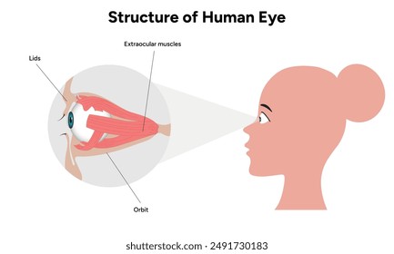 Muscles of the Human Eye, human eye anatomy