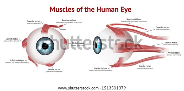 Muscles Human Eye Eye Muscle Anatomy Stock Vector (Royalty Free) 1513501379