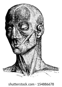 Muscles of the Human Face and Cheek, vintage engraved illustration. Usual Medicine Dictionary by Dr Labarthe - 1885