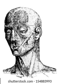 Muscles of the Human Face, vintage engraved illustration. Usual Medicine Dictionary by Dr Labarthe - 1885