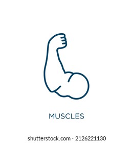 icono de los músculos. Icono de contorno de músculos lineales delgados aislado en fondo blanco. Signo de músculos vectoriales de línea, símbolo para web y móvil