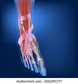 Muscles And Ligaments Of The Human Foot. Leg Bones. Anatomy Of The Musculoskeletal System. Vector 3D Illustration