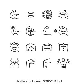 Muscles, linear style icons set. Muscle tissue, structure and muscles of different parts of the body. Increase strength and volume, gym, bodybuilding. Editable stroke width