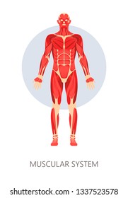 Muscles and muscular system isolated human body anatomy muscles vector medicine and healthcare movement and strength biceps and triceps anatomical structure deltoid educational model healthy