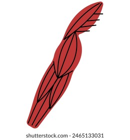 Muscles on a white background, vector illustration.