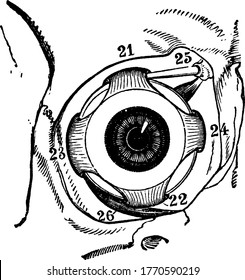 Muscles of right eyeball within the orbit, viewed from the front, with its parts, representing, superior, inferior, external and internal rectus, superior and inferior oblique, vintage line drawing