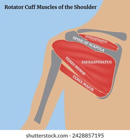 Músculos de la escápula en la espalda. Anatomía humana. Torso sobre fondo azul. Banner médico. Ilustración de vector