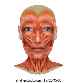 Muscles structure of the female face and neck, detailed bright anatomy isolated on a white background