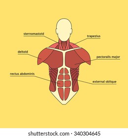 Muscles Of Thorax. Vector Illustration Of Muscle System.