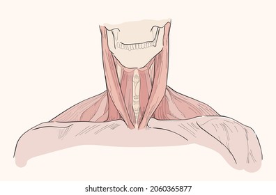 Los músculos de la garganta y la uva, 
 vista frontal del cuello.