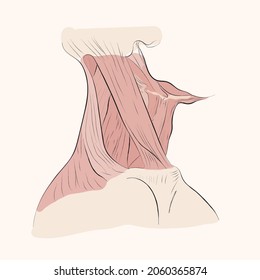 The muscles of the throat and nape, 
 neck Side view.