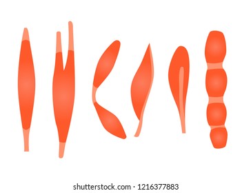 Muscles types in cartoon style. Vector illustration