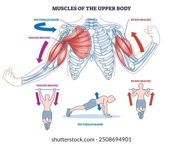 Diagrama dos músculos da parte superior do corpo para os movimentos de empurrar e puxar. Esquema médico educacional rotulado com tríceps braquial, peitoral maior e bíceps para ilustração vetorial de treinamento de força.