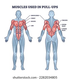 Muscles used in pull ups activity with anatomical body outline diagram. Labeled educational muscular system with shoulders, chest, biceps, ABS and triceps usage in fitness sport vector illustration