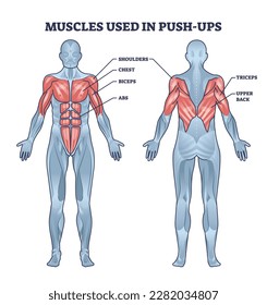 Músculos utilizados en la actividad deportiva de impulsos con diagrama de contorno anatómico. Descripción médica educativa etiquetada con sistema muscular que funciona en la formación de crianza de cuerpos en la ilustración vectorial.