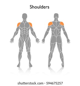 Bicep Muscle Diagram Images Stock Photos Vectors Shutterstock