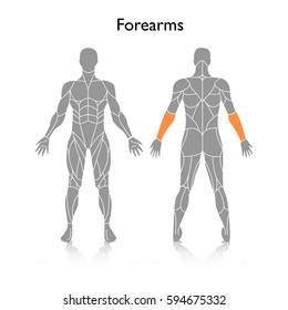 Muscles used in training, vector