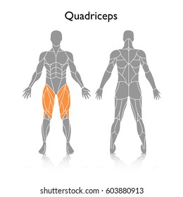 Muscles used in training, vector
