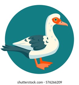  Muscovy Duck funny vector illustration cartoon style