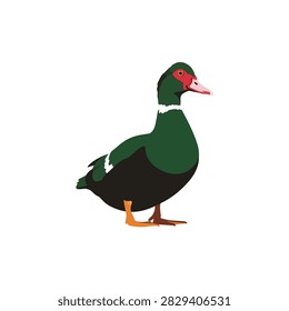 Muscovy duck vector illustration isolated on white background for farm and wildlife designs