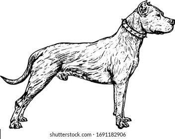 A muscular Argentine mastiff dog standing in attention. Hand drawn vector illustration.