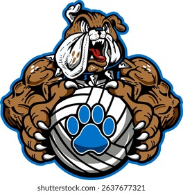 muscular bulldog mascot holding volleyball for school, college or league sports	