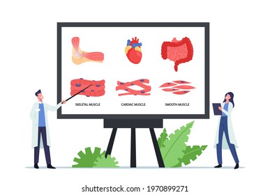 Muscular Health Concept. Tiny Doctors Characters at Huge Board with Infographics Presenting Skeletal, Cardiac and Smooth Musculature. Medicine, Muscles Anatomy. Cartoon People Vector Illustration