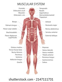 Muscular human body. Illustration of human muscles. Anatomy of the muscular system showing the human figure in the frontal vector illustration.