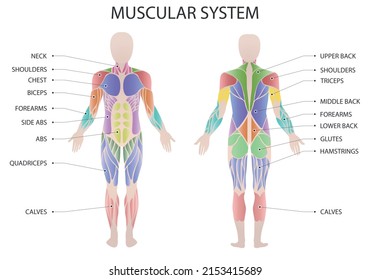 Muscular Human Body Illustration Human Muscles Stock Vector (royalty 