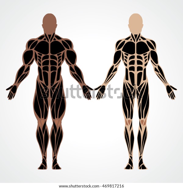 ボディビルダーのベクターイラストに比べて筋肉質の男性 フィットネスモデルボディビルダー 筋肉質の健康な体を持つ男性 強い男性の筋肉体系がイラストで描かれた 人間のデザイン のベクター画像素材 ロイヤリティフリー 469817216