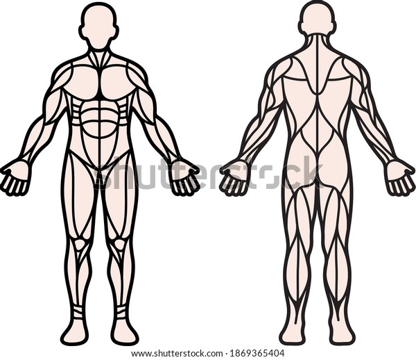 Muscular Man Front Back View Vector Stock Vector (Royalty Free ...