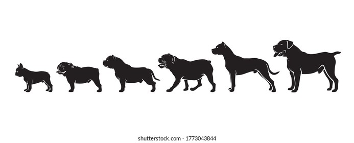 Muscular powerful dog breeds by size - isolated vector illustration svg