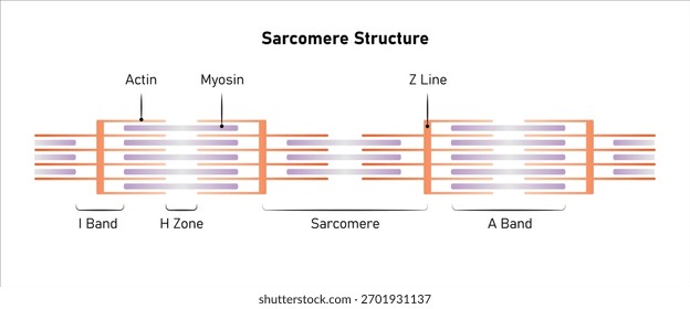 Muscular Sarcomere Estrutura Design de Ciência. Ilustração de vetor.