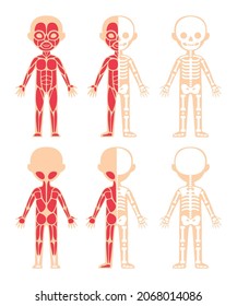 Muscular and Skeletal system of Kid. Front Back view. Cartoon Color and Flat Template for Education and Anatomy lesson with Children. Isolated Simple Scheme. Illustration for Medical Design. Vector.