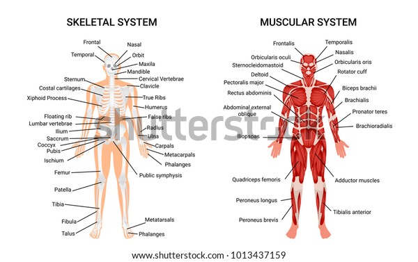 筋肉と骨格系の解剖図 人間の体形を表した教育用ガイドポスター 前面のベクターイラスト のベクター画像素材 ロイヤリティフリー