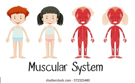 Muscular system of boy and girl illustration