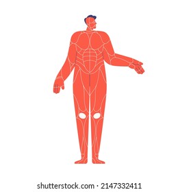 Muscular system of human body. Internal muscles scheme in abstract man model silhouette. Simple anatomical structure, front view of torso. Flat vector illustration isolated on white background