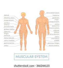 Muscular system of a human. Cartoon vector illustration for medical atlas or educational textbook. Male and female physiology.