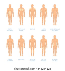 Muscular system of a human. Cartoon vector illustration for medical atlas or educational textbook. 